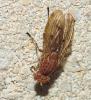 Suillia sp.